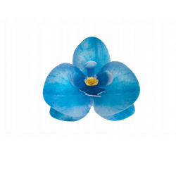 Storczyk waflowy kwiat niebieski do dekoracji 1 szt